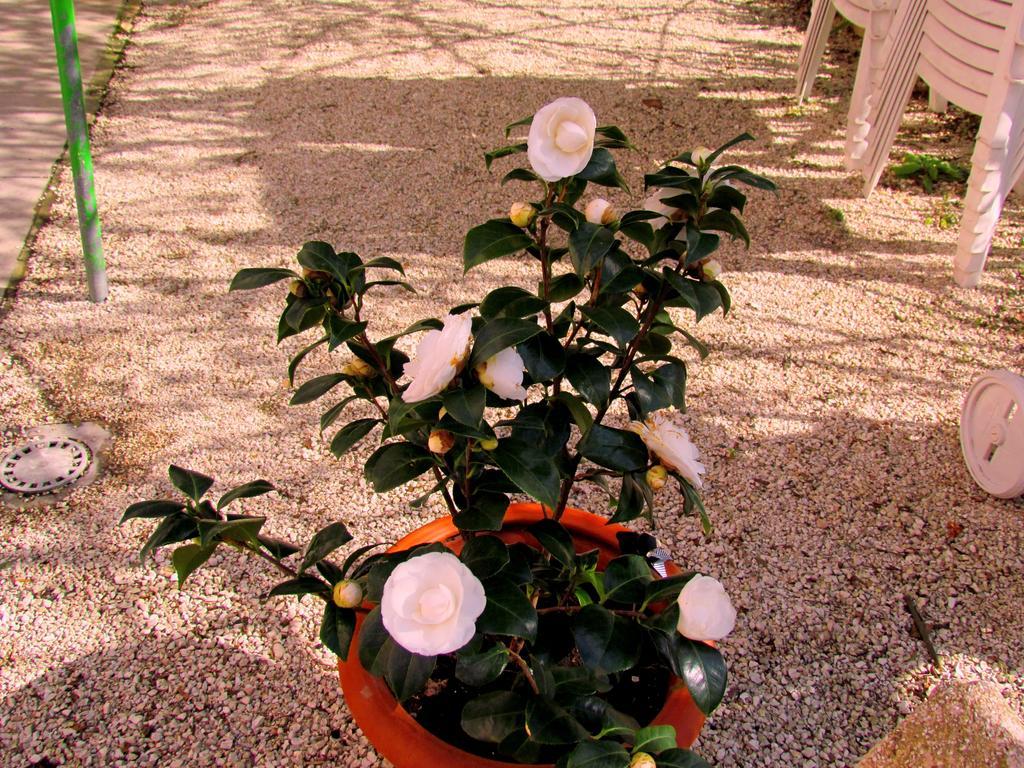 Villa Maria Bed & Breakfast, Corridonia, Marche المظهر الخارجي الصورة