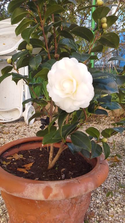 Villa Maria Bed & Breakfast, Corridonia, Marche المظهر الخارجي الصورة